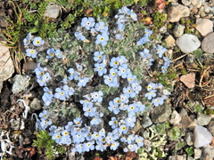 Eritrichium nanum jankae