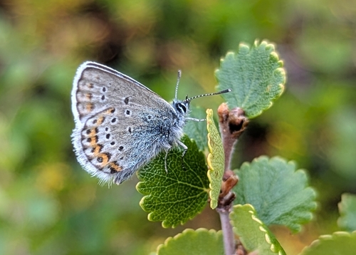 Northern Blue