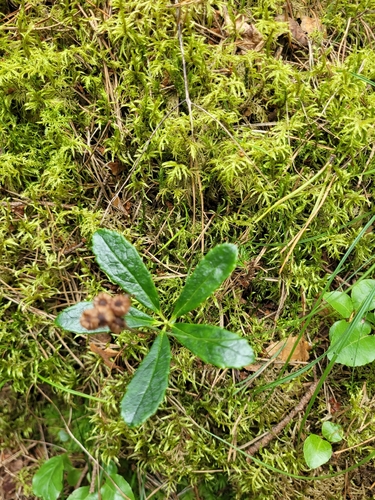 pipsissewa