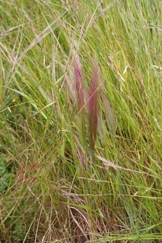 Image of Elymus multisetus by (c) runcator, some rights reserved (CC BY)
