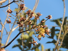 Vatairea (Vataireopsis)