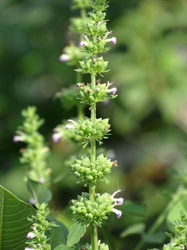 Anisomeles indica
