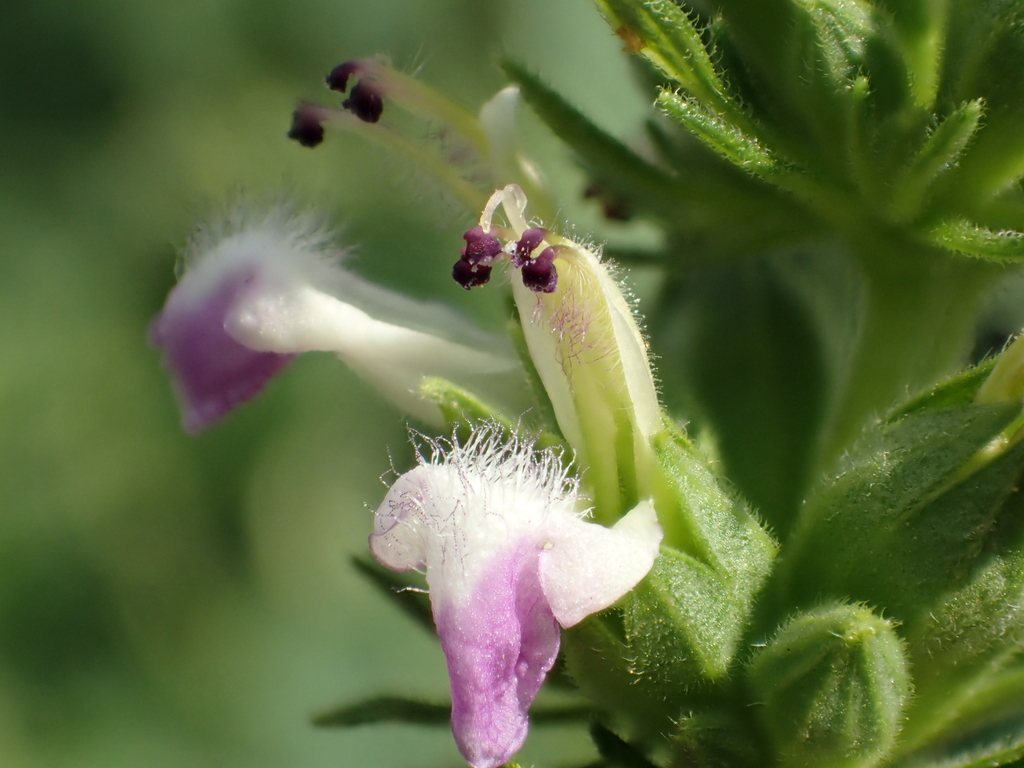 Anisomeles indica