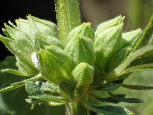 Anisomeles indica