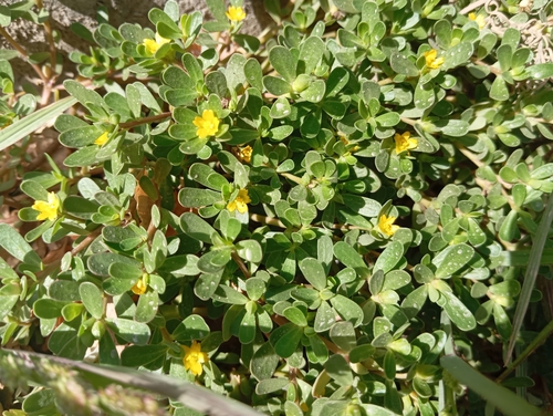 Common Purslane