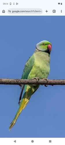 Rose-ringed Parakeet