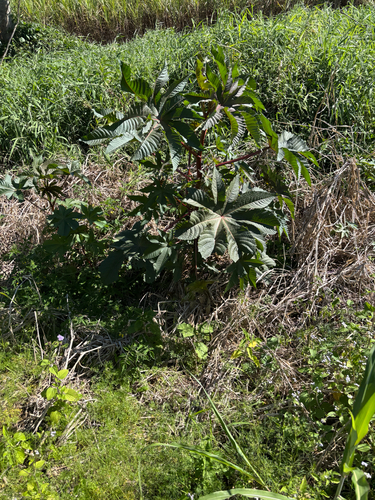 castor bean