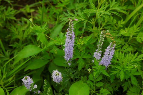 Veronica linariifolia observed 2026-08-01