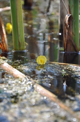 Utricularia intermedia