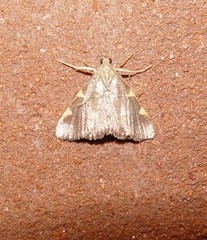 Hypsopygia binodulalis