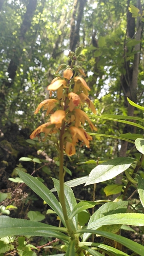 Digitalis canariensis, photograph 2