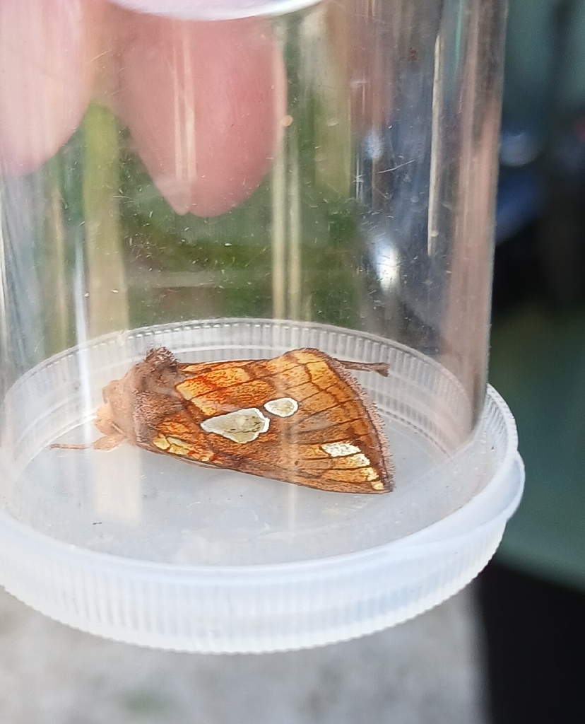Lempke's Gold Spot