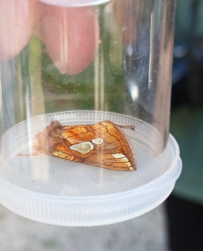 Lempke's Gold Spot