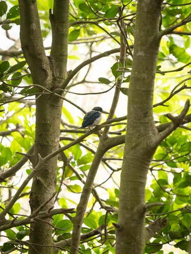 Collared Kingfisher