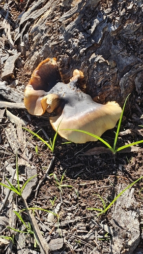 ghost fungus
