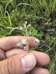 Desmodium illinoense, photograph author not stated, no rights reserved