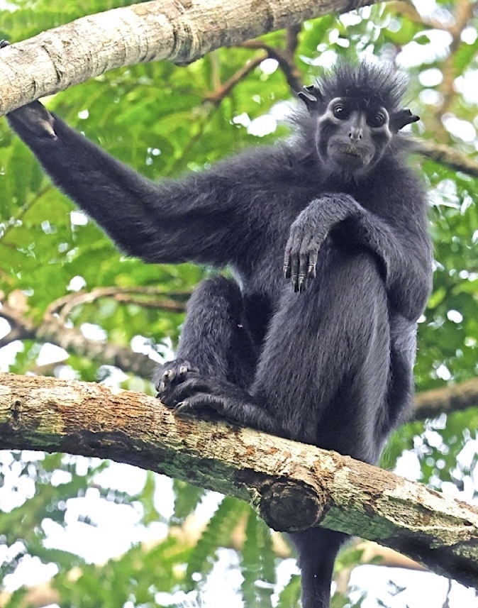 Colobus congoensis