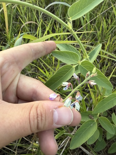 Desmodium illinoense, photograph 3