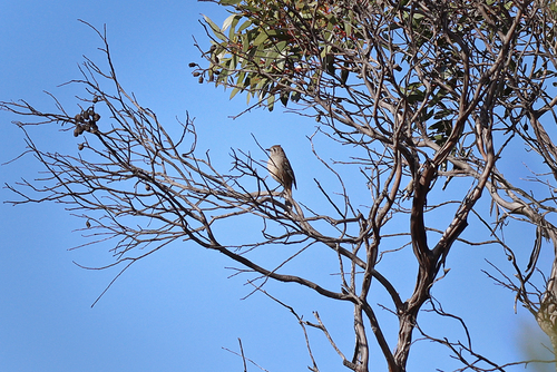 Southern Scrub Robin (Drymodes brunneopygia), photo 3