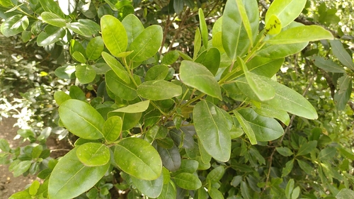 Ilex canariensis