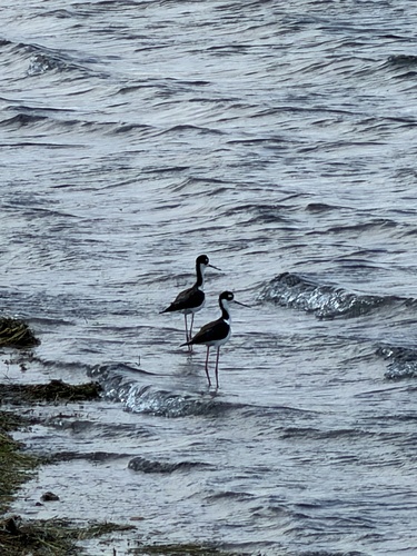 Black-necked Stilt