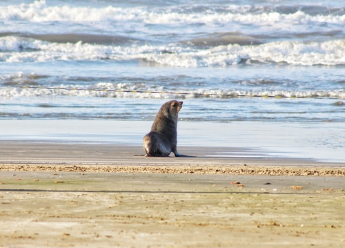 Subantarctic Fur Seal