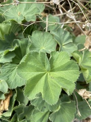 Alchemilla mollis