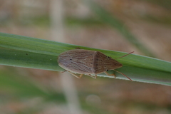 Menestheus cuneatus