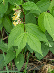 Vicia oroboides