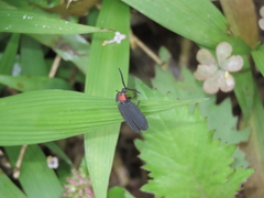 Pyrocoelia formosana