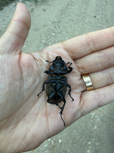European Stag Beetle