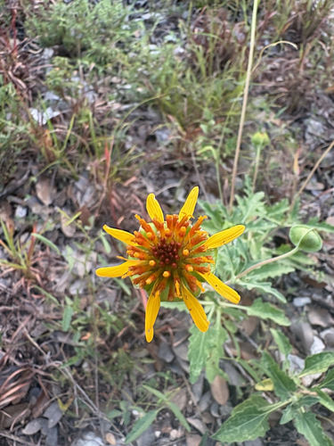 Tetragonotheca texana, 2026-08-01