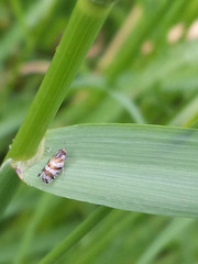 Tachycixius venustulus