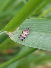 Tachycixius venustulus