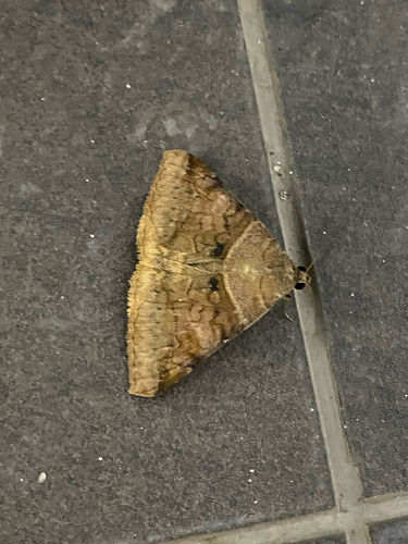 Brown-striped Semilooper