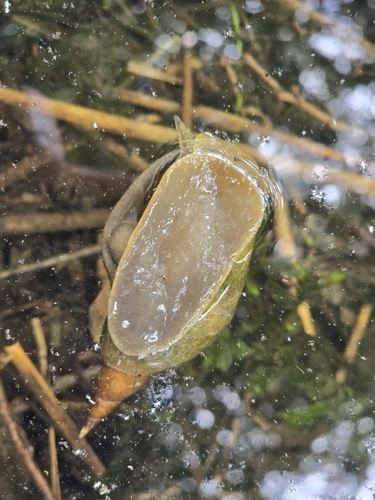 Great Pond Snail