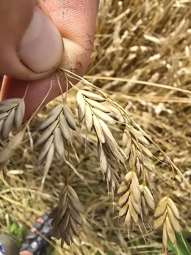 Rye Brome