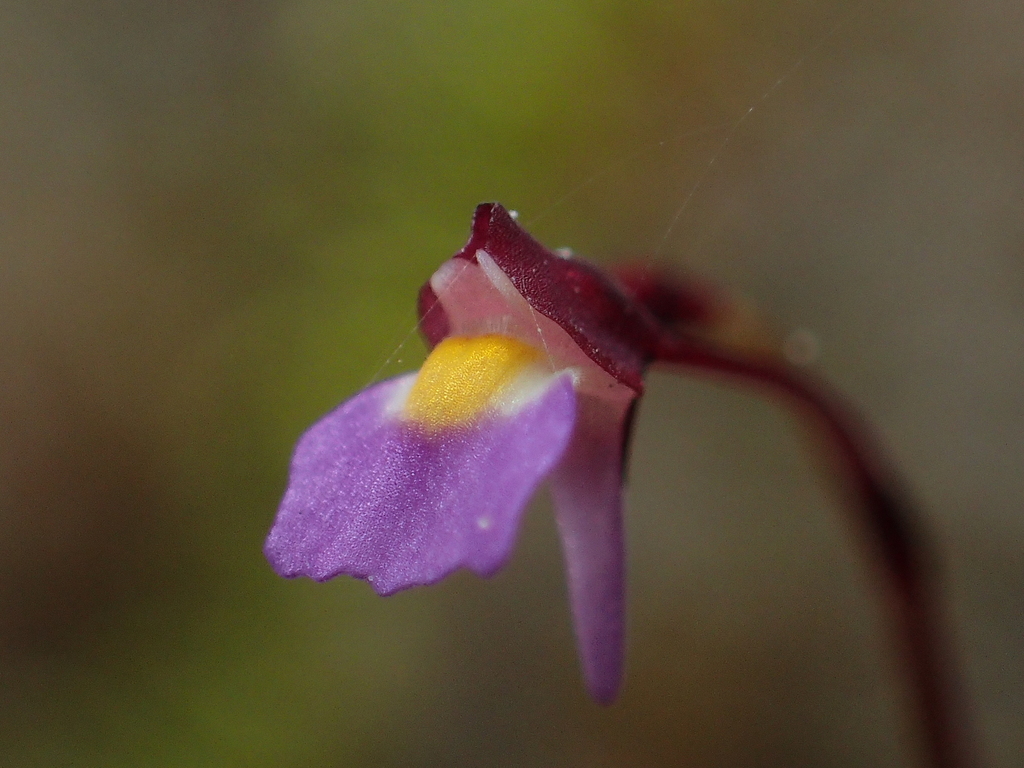 Utricularia striatula (Utricularia striatula)