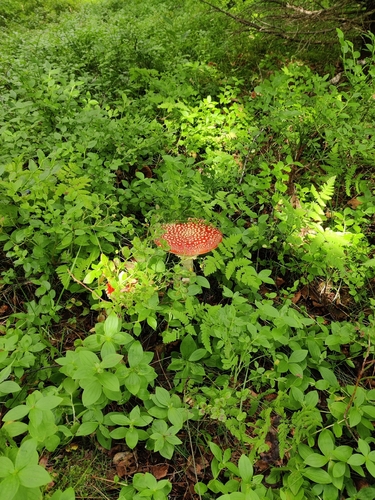 Fly Agaric