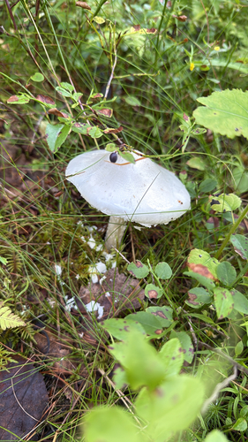 Amanita virosa — no rights reserved