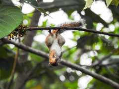 Funambulus tristriatus