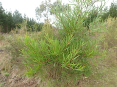 Acacia longifolia longifolia