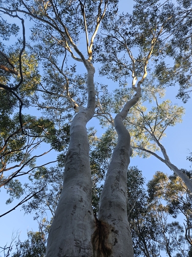 Eucalyptus haemastoma, 2026-07-21