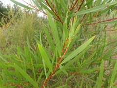 Acacia longifolia longifolia