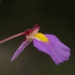 Utricularia striatula - Photo (c) 葉子, osa oikeuksista pidätetään (CC BY-NC), lähettänyt 葉子