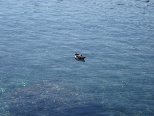Yelkouan Shearwater