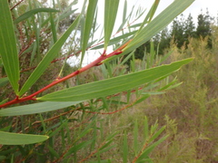 Acacia longifolia longifolia