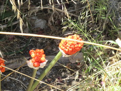 Arum dioscoridis