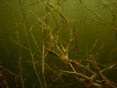 Ruppia cirrhosa observed 2026-08-01