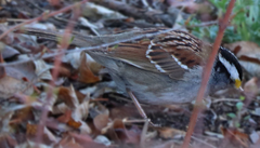 Zonotrichia albicollis